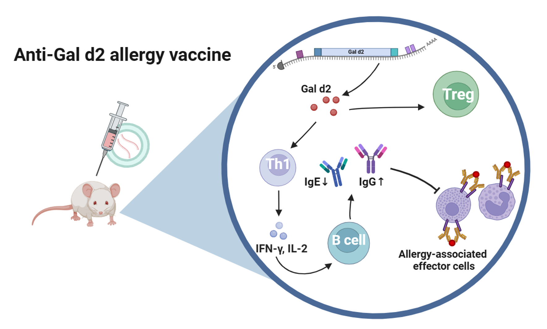 团队发表前瞻性评述文章：聚焦抗过敏mRNA疫苗的理性设计
