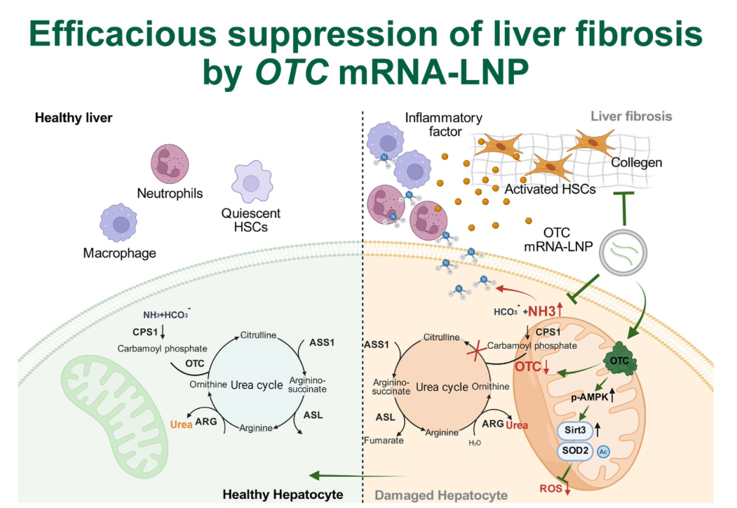 团队联合报道肝脏纤维化mRNA新疗法